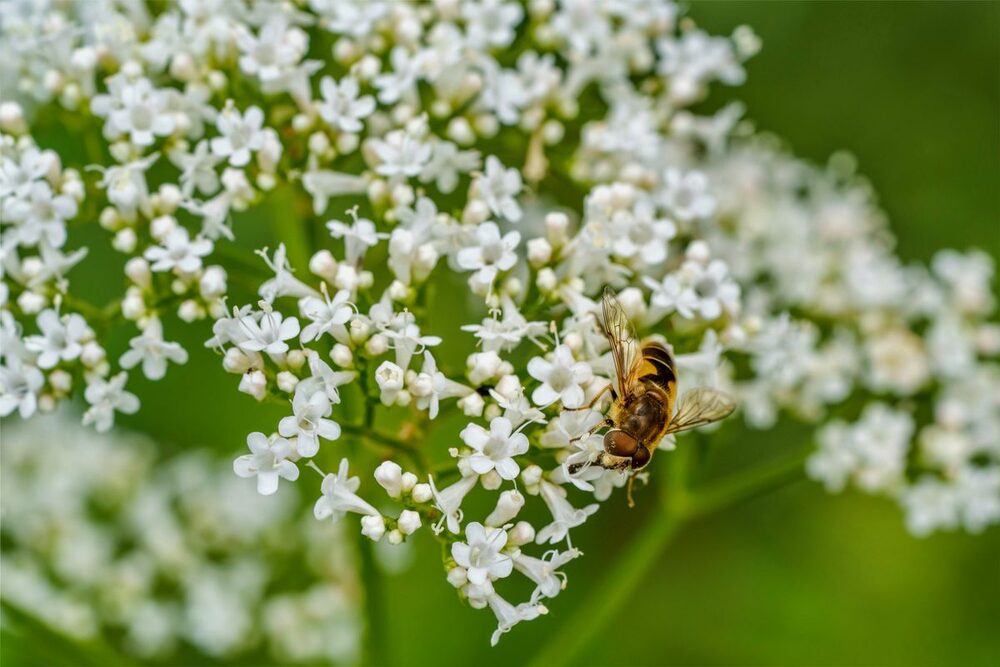 Valerian flowers (Valeriana officinalis) with a bee